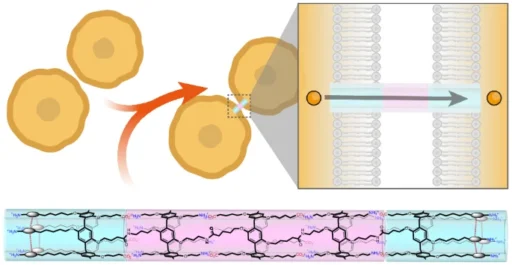 Artificial gap junctions