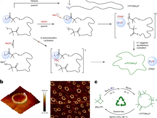 cyclic polymers