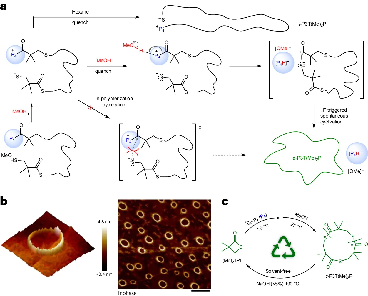 cyclic polymers