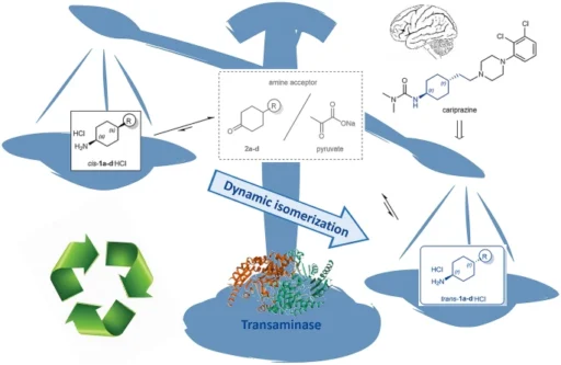 Transaminase-Catalysis