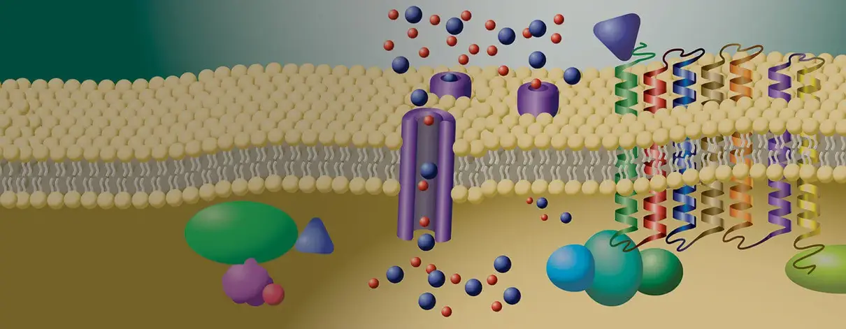 G-Proteins-Coupled receptors