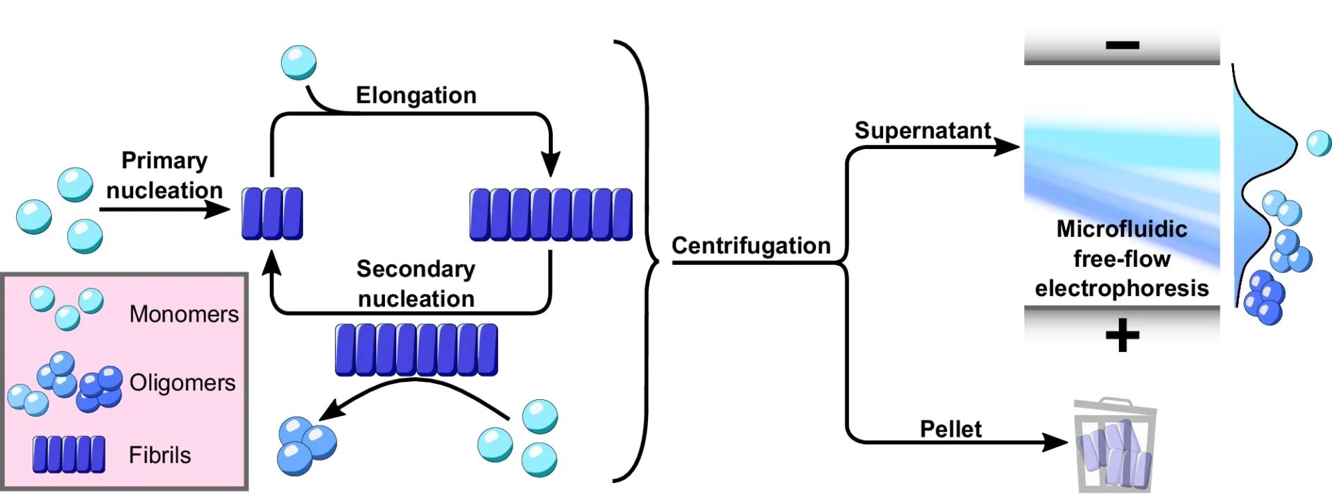 α-Synuclein Oligomers