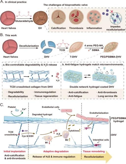 Double Network Hydrogels