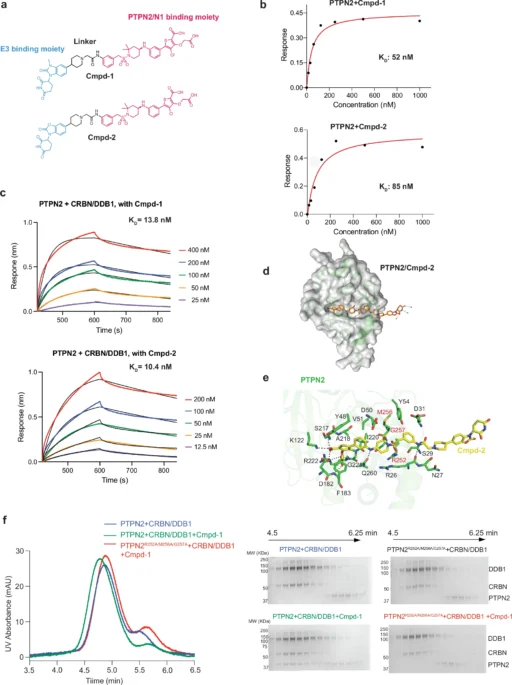 PTPN2/N1 Complex