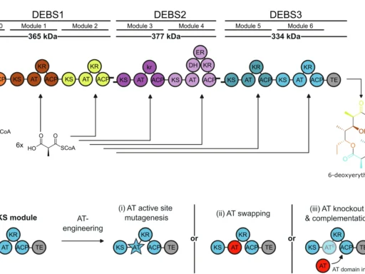 Fatty Acid Synthase