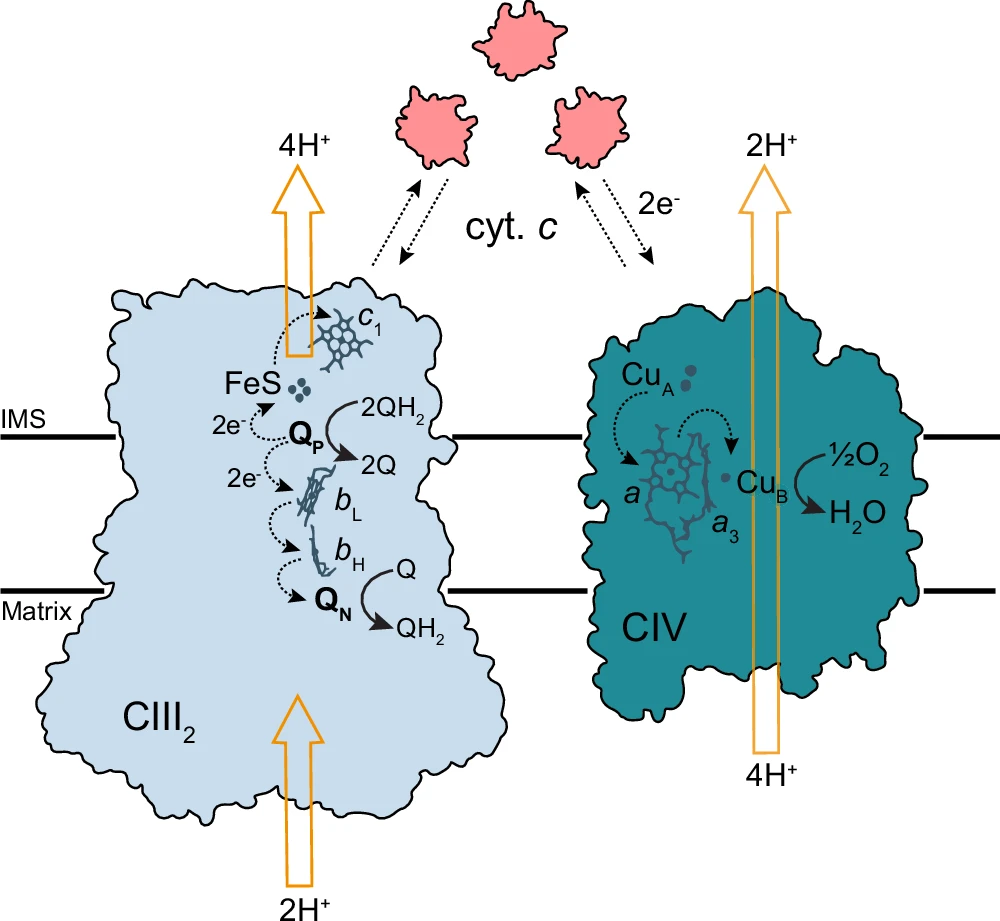 Respiratory Chain