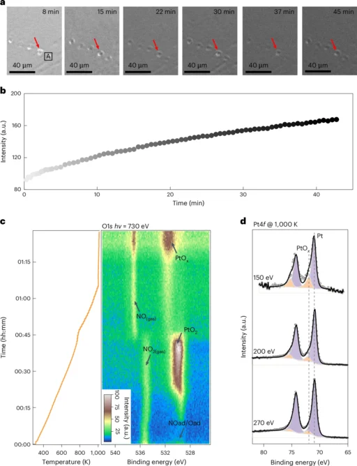 Two-Dimensional Crystalline Platinum Oxide