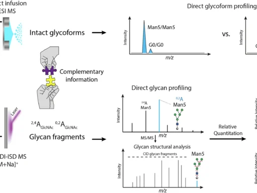 Glycosylation Analysis